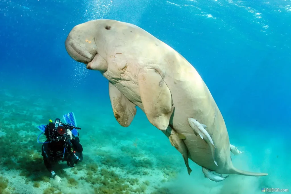 Diving Phu Quoc