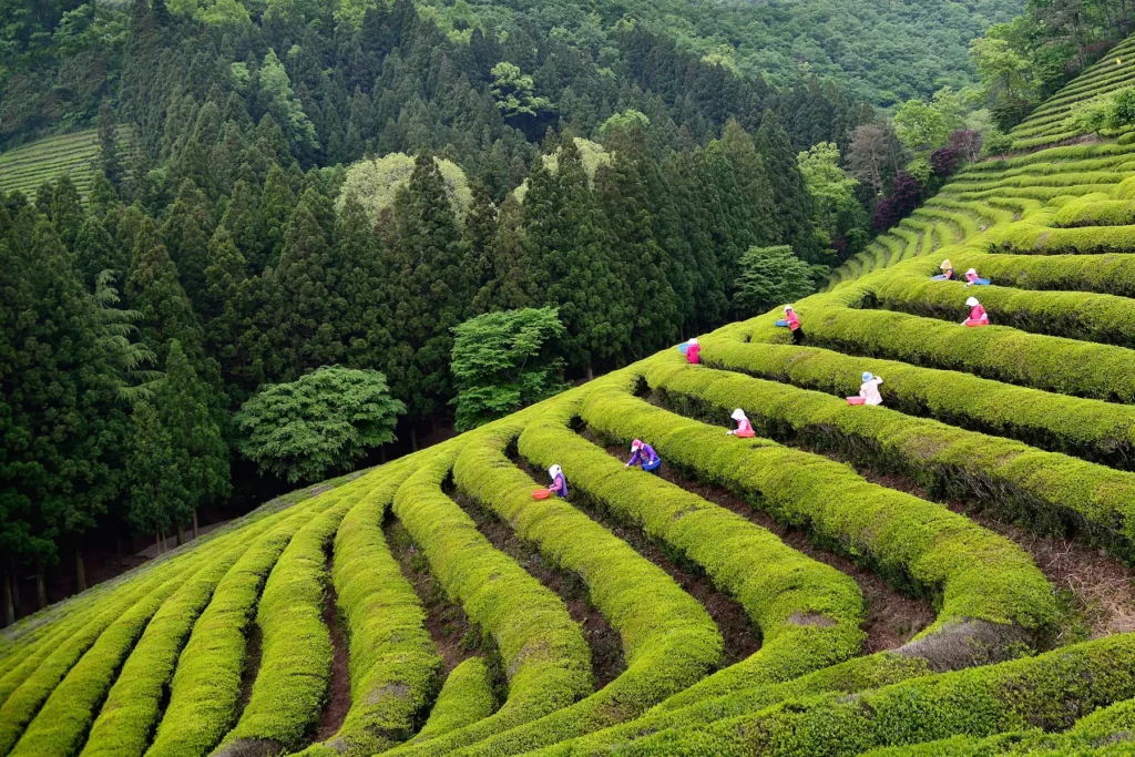 Day3 Green Tea Field